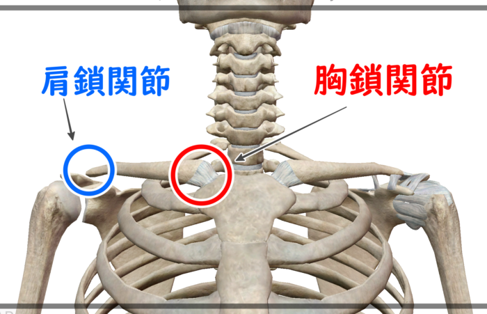 鎖骨の関節